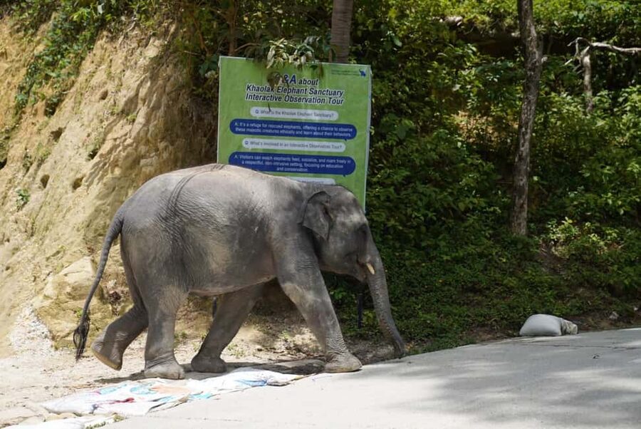 Phuket: Guide Tour to Patong Elephant Sanctuary - Meeting elephants retired from tourism