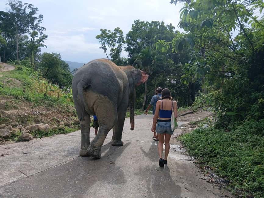 Phuket: Guided Tour to Elephant Sanctuary & Hotel Transfer - Meeting the elephants and their mahouts