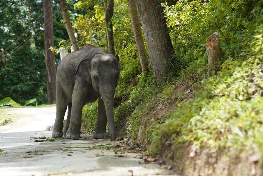 Phuket: Guided Tour to Elephant Sanctuary & Hotel Transfer - Why the sanctuary approach matters