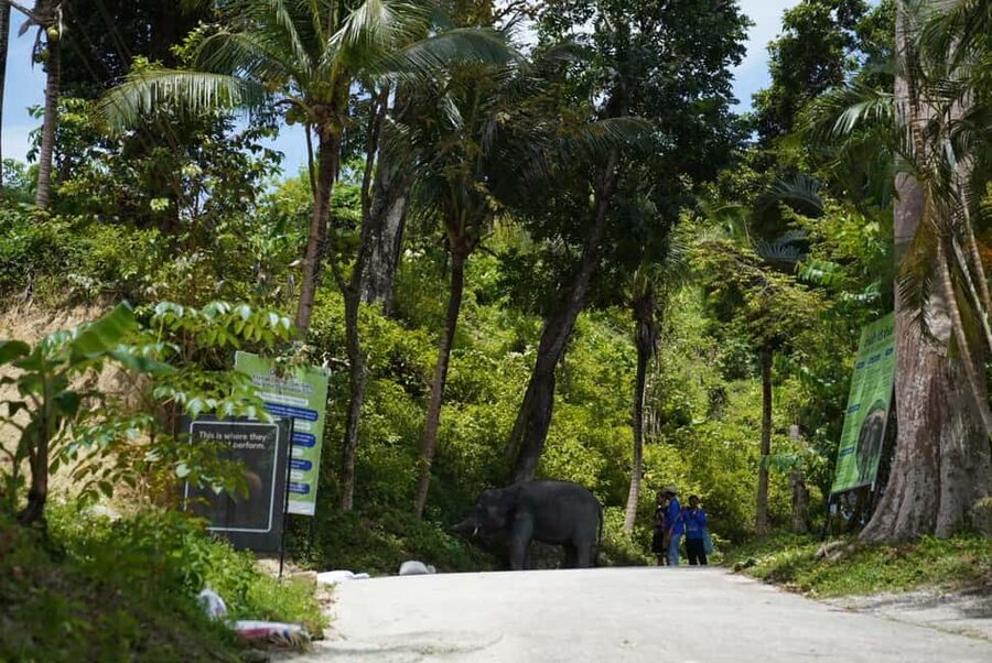 Phuket: Guided Tour to Elephant Sanctuary & Hotel Transfer - What the $38 price includes