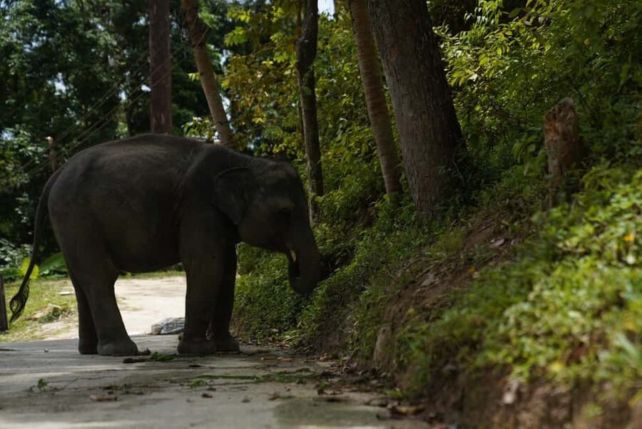 Phuket : Guided Tour to Elephant Sanctuary with Transfers - Who will enjoy this one-hour sanctuary visit?
