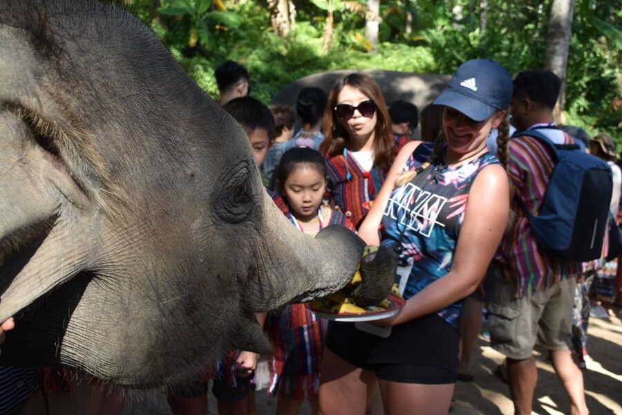 Phuket: Half Day or 2-Hour Ethical Elephant Care Sanctuary - What Nai Dee Elephant Care Park is trying to do
