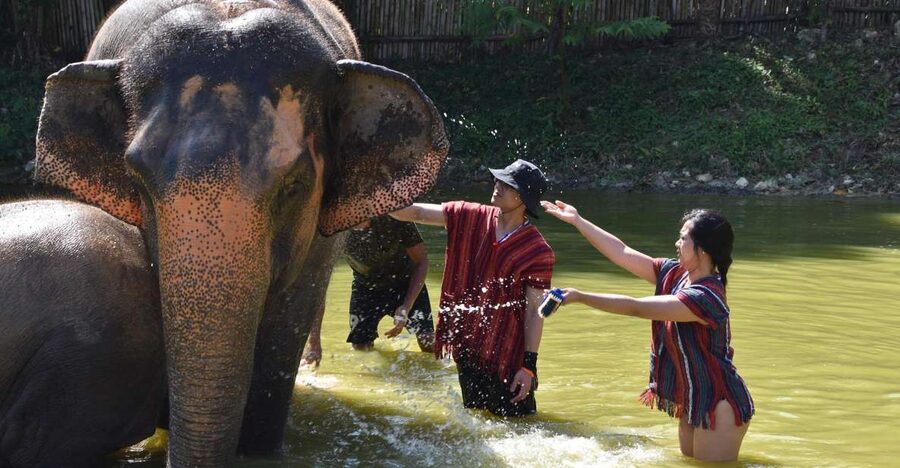 Phuket: Half Day or 2-Hour Ethical Elephant Care Sanctuary - Guides, safety, and photographs