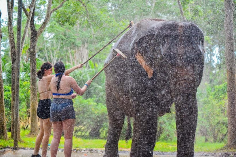 Phuket: Happy Hour Feed and Rain Shower with Elephant - What the Phuket elephant visit is really like