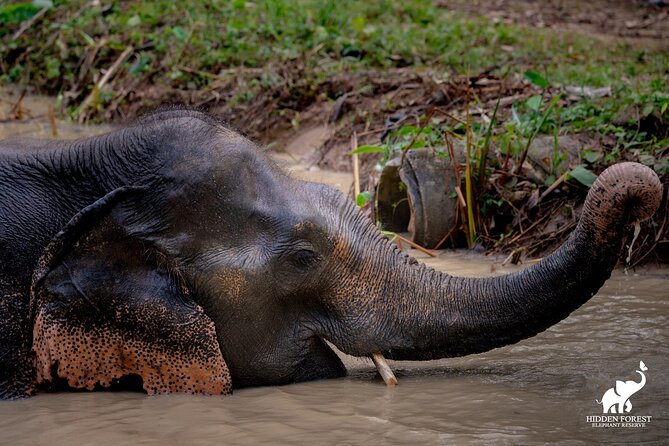 Phuket: Hidden Forest Elephant Reserve Guided Tour with Lunch - Why this sanctuary feels different