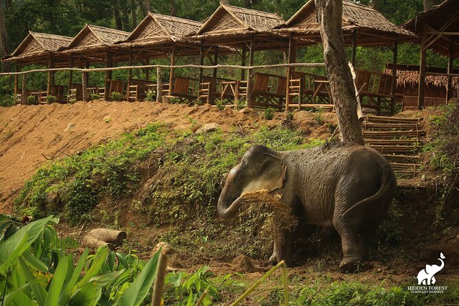Phuket: Hidden Forest Elephant Reserve Guided Tour with Lunch - Bamboo huts, bathing elephants, and Big Buddha views