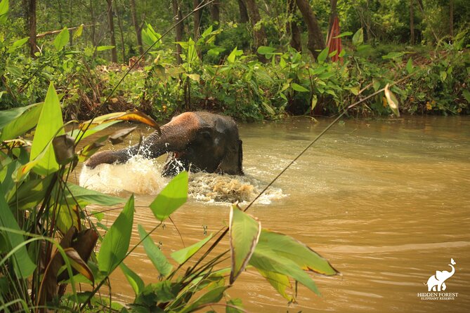 Phuket: Hidden Forest Elephant Reserve Guided Tour with Lunch - Is the walking suitable for you?