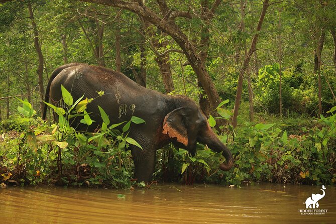 Phuket: Hidden Forest Elephant Reserve Guided Tour with Lunch - What makes the $99 price worthwhile
