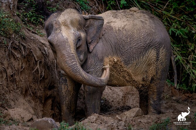Phuket: Hidden Forest Elephant Reserve Guided Tour with Lunch - Following elephants through the forest