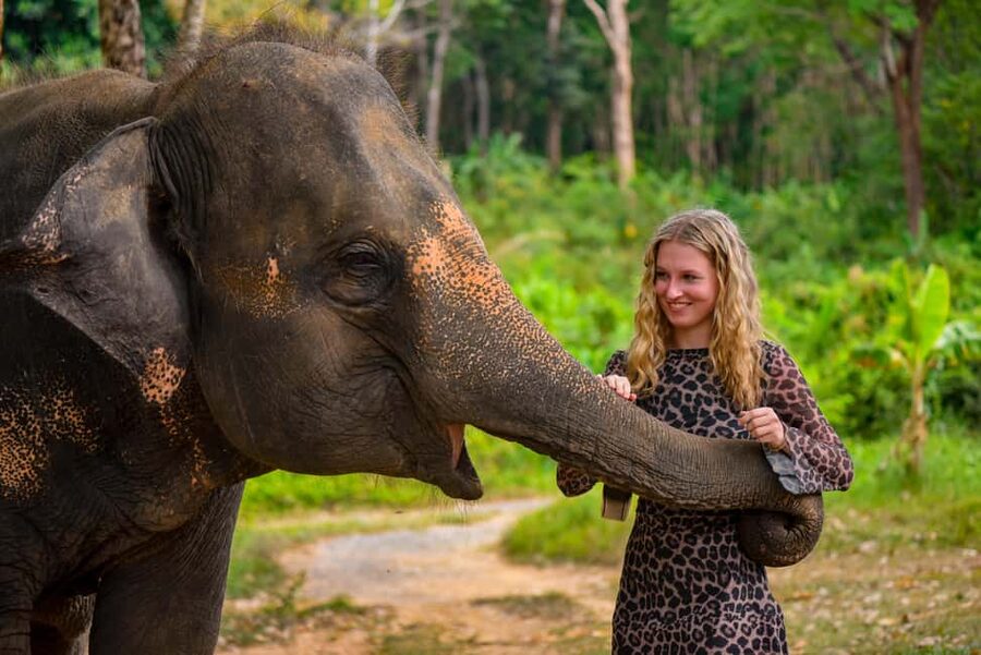 Phuket: Make & Meet The Gentle Giant Experience - Key points at a glance
