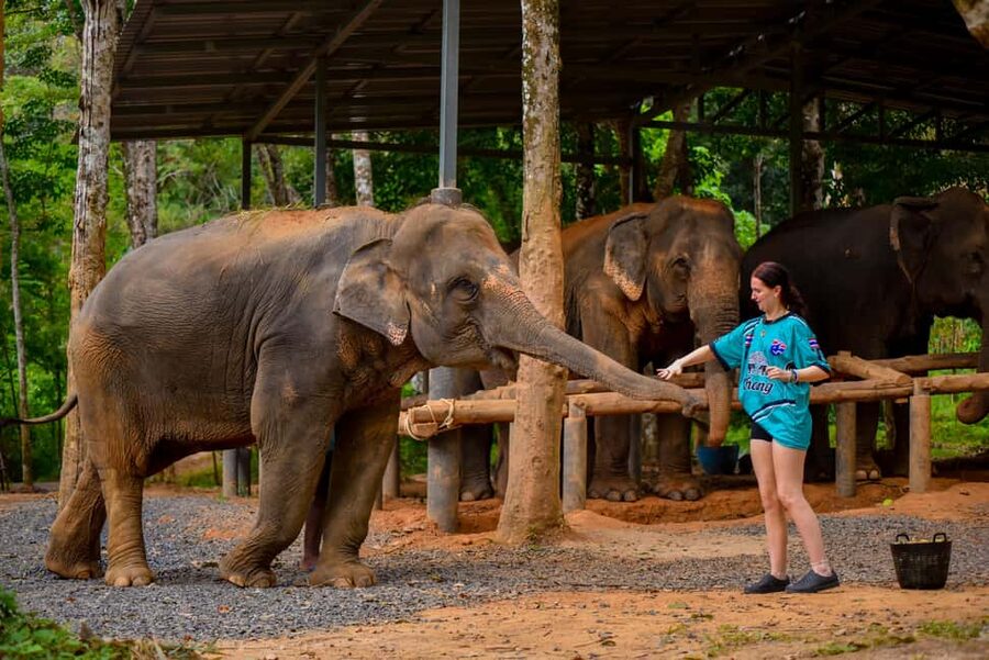 Phuket: Make & Meet The Gentle Giant Experience - Why the rescued-elephant focus matters