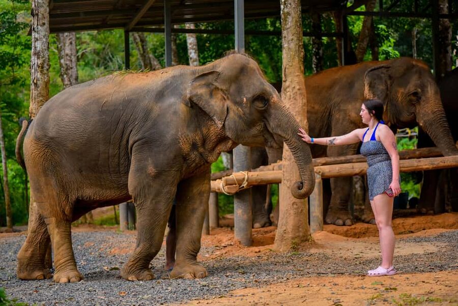 Phuket: Make & Meet The Gentle Giant Experience - Staff, photos, and the feel of the visit