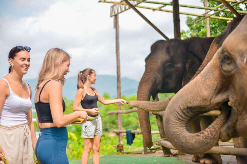 Phuket: Make & Meet The Gentle Giant Experience - What $34 buys you