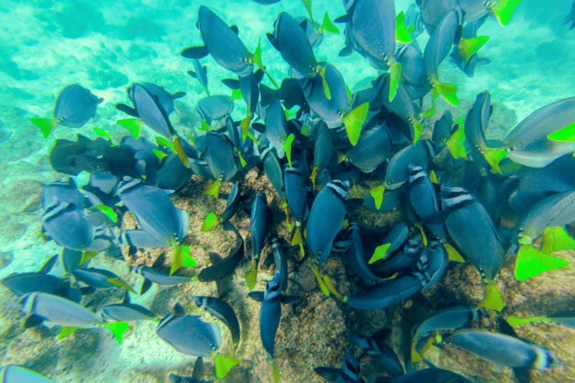 Phuket: Racha and Coral Islands Speedboat Trip with Lunch - Racha Island: clear water and the first swim
