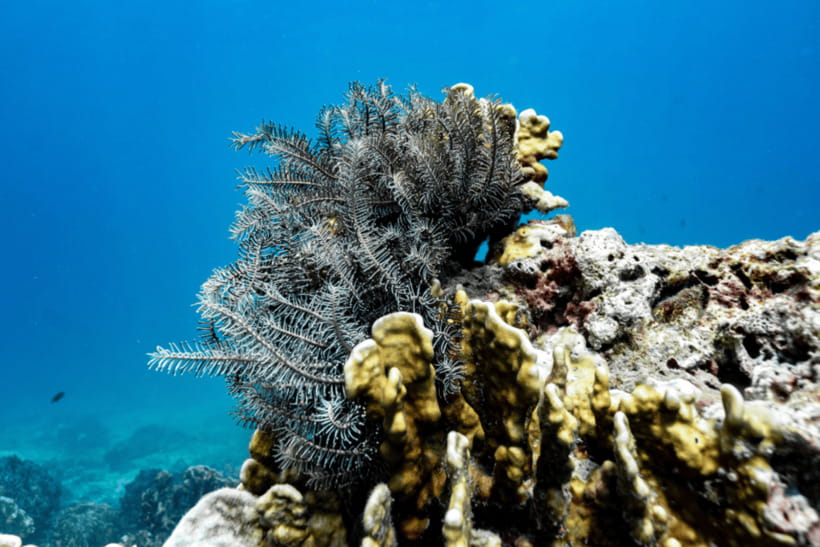 Phuket: Racha and Coral Islands Speedboat Trip with Lunch - Should you book the Racha and Coral Island trip?