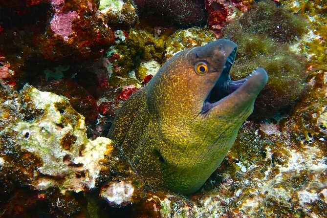 Phuket Scuba Diving: Racha Island Or Maiton Island For All Levels - The boat, food, and small-group service