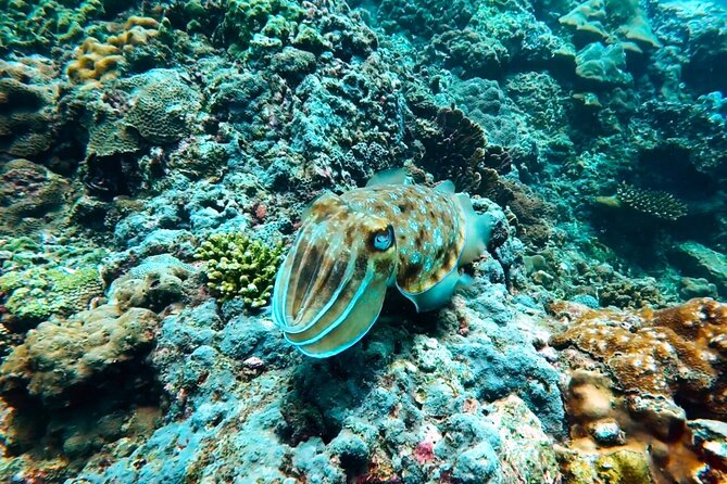 Phuket Scuba Diving: Racha Island Or Maiton Island For All Levels - What is included, and what costs extra?