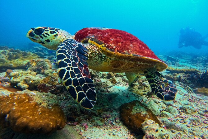 Phuket Scuba Diving: Racha Island Or Maiton Island For All Levels - Racha Yai gives beginners room to learn
