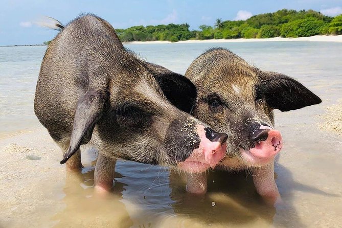 Pig Feeding, Kayaking, Snorkeling Trip at Pig Island By Speedboat From Koh Samui - What the $57.92 price really covers