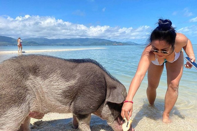 Pig Feeding, Kayaking, Snorkeling Trip at Pig Island By Speedboat From Koh Samui - Koh Tan snorkeling, roughly one hour in the water