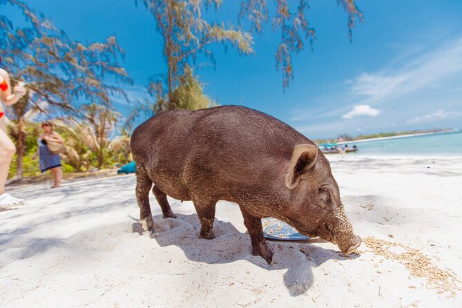 Pig Island Private Longtail Boat Trip From Koh Samui - Meeting the pigs on Koh Madsum