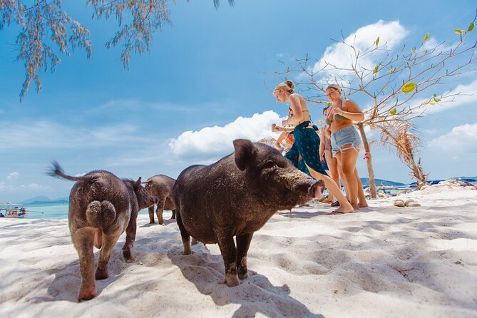 Pig Island Private Longtail Boat Trip From Koh Samui - Thong Krut Beach and the final return