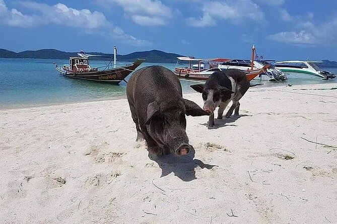 Pig Island ,Snorkeling, Private Long Tail Boat (Local Thai Experience) - Why the private long-tail boat can be worth the money