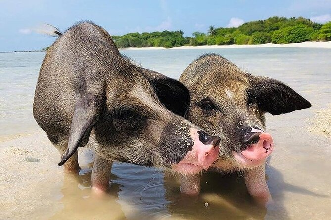 Pig Island ,Snorkeling, Private Long Tail Boat (Local Thai Experience) - Thong Krut Pier, a brief look at southern Samui