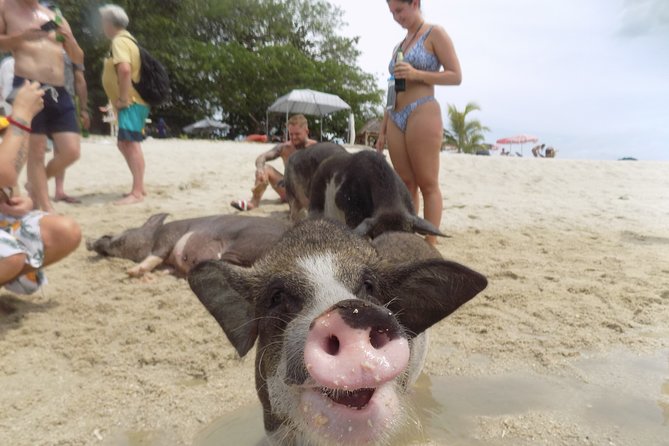 Pig Island Snorkeling & Sightseeing Tour By Speedboat From Koh Samui - Koh Tan: two hours around coral and open water