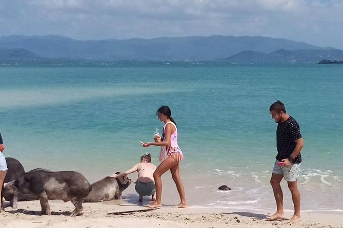 Pig Island Snorkeling & Sightseeing Tour By Speedboat From Koh Samui - Who will enjoy this unusual island day