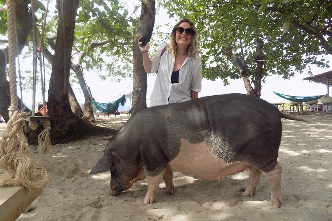 Pig Island Snorkeling & Sightseeing Tour By Speedboat From Koh Samui - How this compares with the island fantasy