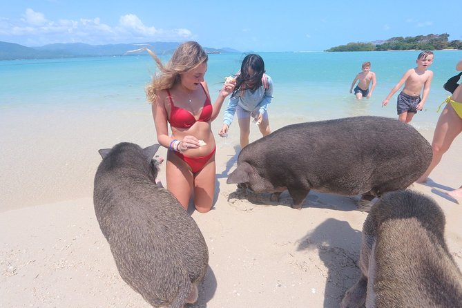 Pig Island Snorkeling & Sightseeing Tour By Speedboat From Koh Samui - Koh Madsum: the pig beach with a side of reality
