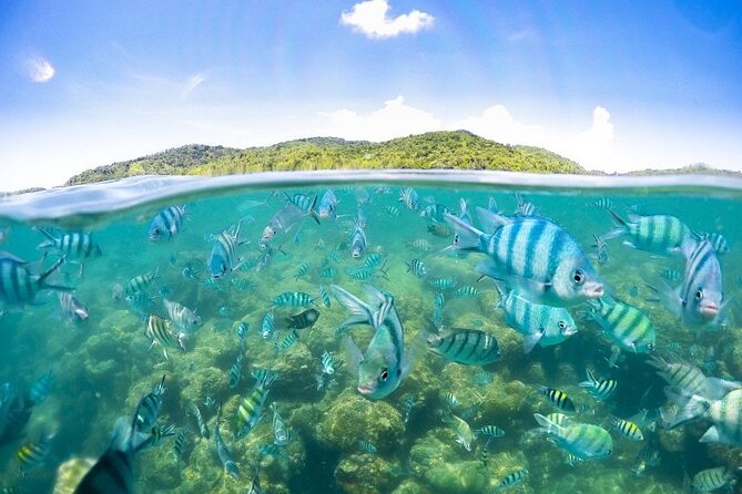 Pig Island Tour by Speedboat with Snorkeling - Meeting the pigs on Koh Madsum