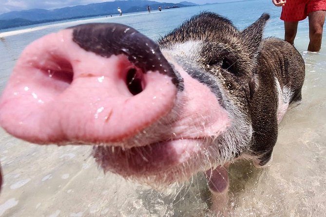 Pigs Island exclusive Semi VIP - Snorkeling Near the Coral Reef