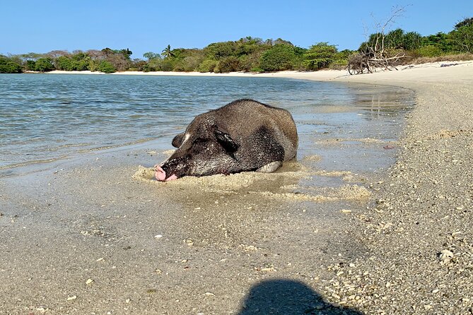 Pigs Island exclusive Semi VIP - The Lagoon Stop: Fruit, Swimming, and Photos