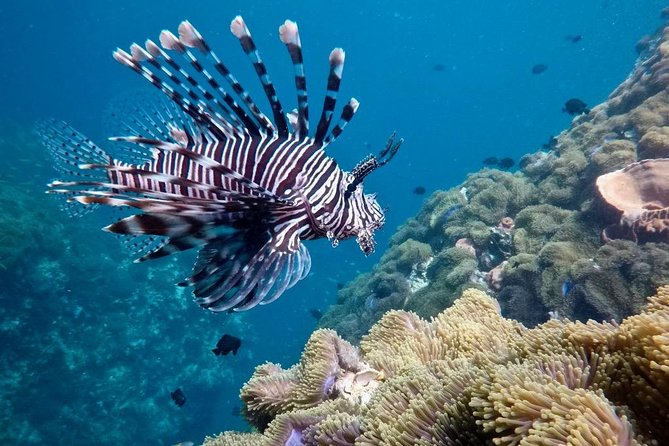 Premium Guided Scuba Diving Day Trip for Certified Divers - Underwater sites with several kinds of scenery