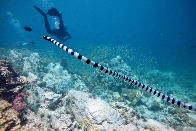 Premium Guided Scuba Diving Day Trip for Certified Divers - What is included at lunchtime and between sessions
