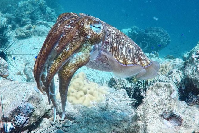 Premium Guided Scuba Diving Day Trip for Certified Divers - Is $162.24 good value?