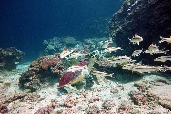 Premium Guided Scuba Diving Day Trip for Certified Divers - Setting out on M/V Matchanu