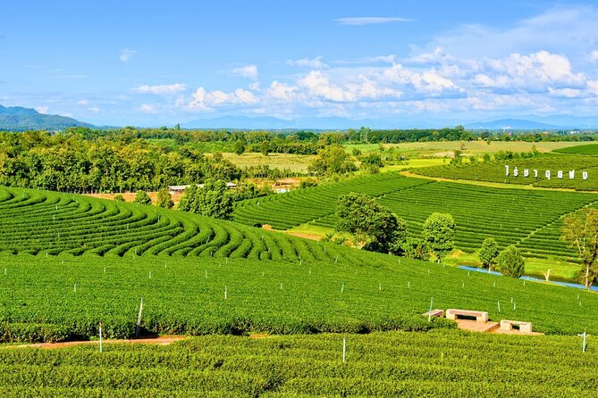 Private Chiang Rai Day Trip with Golden Triangle from Chiang Mai - Why the private guide and vehicle matter