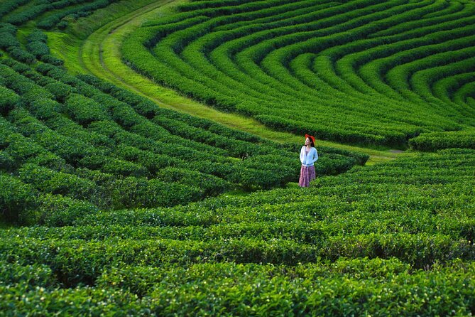 Private Choui Fong and Golden Triangle Explorer from Chiang Rai - Five things to know before you book