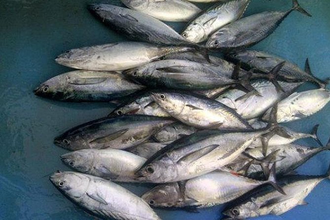 Racha Island Game Fishing & Trolling From Phuket - Who will enjoy this day most
