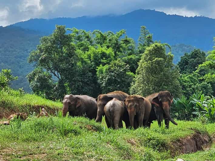 Rantong elephant sanctuary Chiangmai - Five things to know before you go