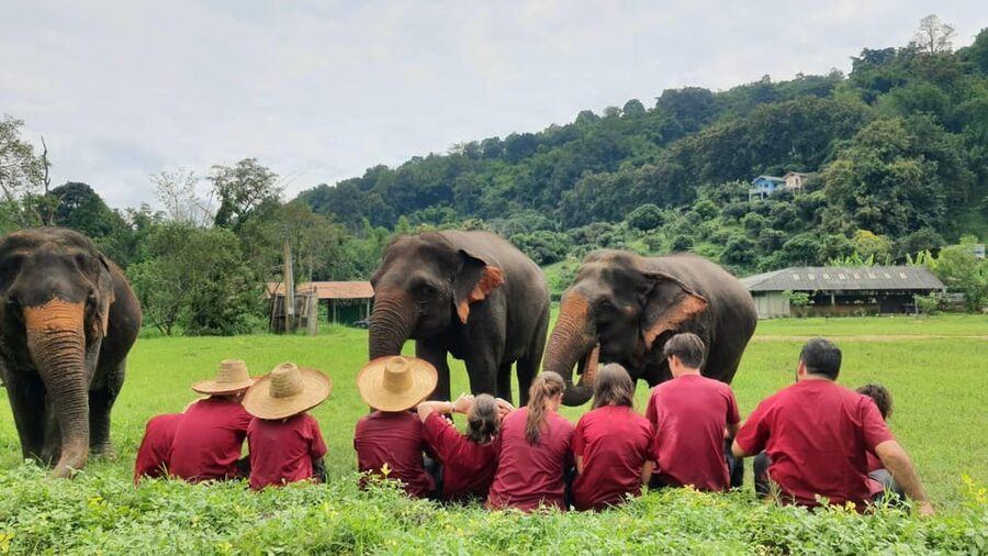 Rantong elephant sanctuary Chiangmai - Walking among elephants in a free-moving setting