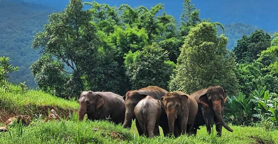 Rantong elephant sanctuary Chiangmai - Is $57 a fair price for four hours?