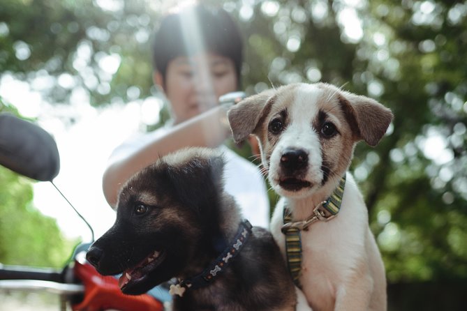 Rescue P.A.W.S. Day Visit - Key Things to Know Before You Go