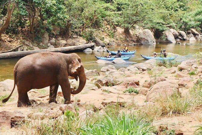 Safety whitewater rafting in Chiangmai by Khampan Rafting - Meeting elephants from the river