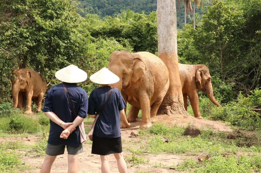 Samui:Elephant Jungle experience & The First Elephant Museum - Key points at a glance