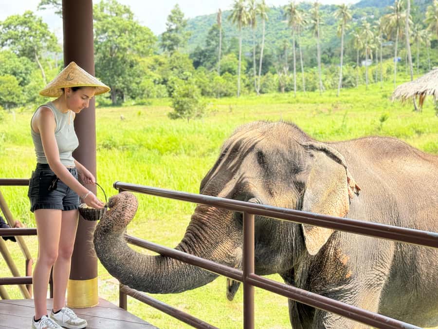 Samui:Elephant Jungle experience & The First Elephant Museum - Watching elephants roam in the jungle