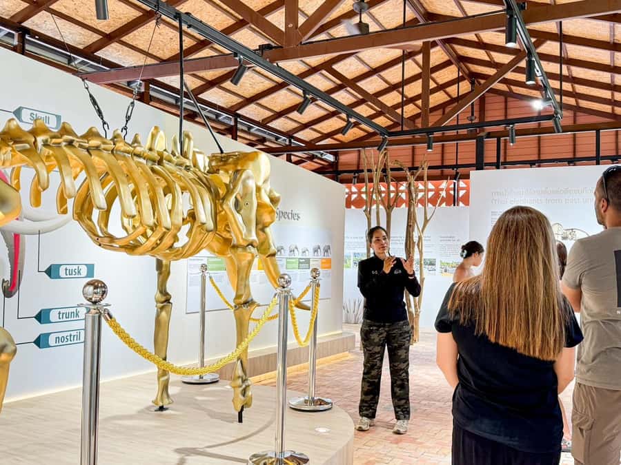 Samui:Elephant Jungle experience & The First Elephant Museum - Cooling down without forcing the elephants
